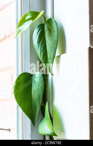 Epipremnum aureum / Devils Ivy / Pothos maison plante grimpant Sur un cadre de fenêtre en PVC Banque D'Images