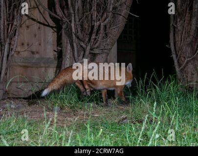 Renard s'éloignant entre les arbres avec les deux jambes à l'intérieur l'air Banque D'Images