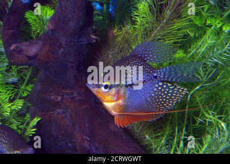 Ballon Pearl gourami, Trichopodus leerii Banque D'Images