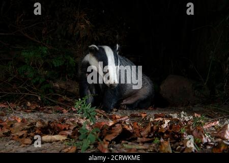 Badger la nuit assis dans des feuilles mortes avec des buissons derrière regarder vers l'avant Banque D'Images