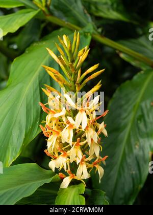 Plus tard l'été fleurs brochet de la ruse ornementale de gingembre, Hedychium densiflorum 'Stephen' Banque D'Images