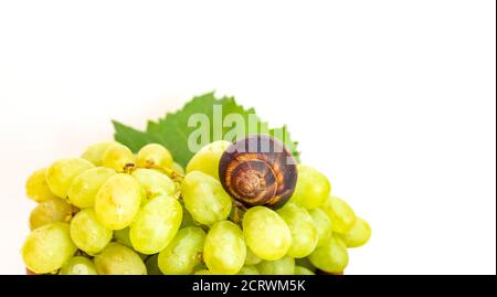 Un escargot et un bouquet de raisins de couleur hibiscus sur une planche de bois. Arrière-plan blanc. Banque D'Images