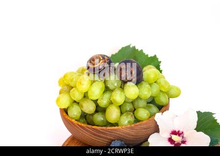 Un escargot et un bouquet de raisins de couleur hibiscus sur une planche de bois. Arrière-plan blanc. Banque D'Images