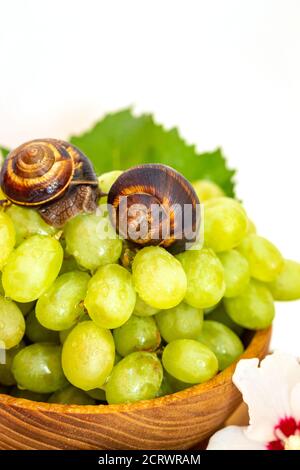 Un escargot et un bouquet de raisins de couleur hibiscus sur une planche de bois. Arrière-plan blanc. Banque D'Images