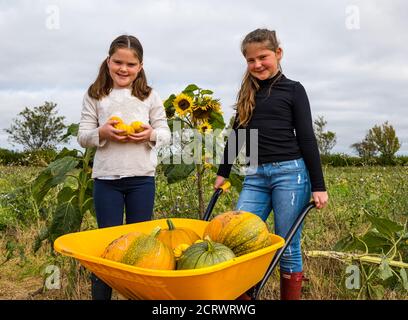 Kilduff Farm, East Lothian, Écosse, Royaume-Uni, 20 septembre 2020. Potiron Patch: Louisa (9 ans) et Maisie (11 ans) Calder se préparer pour les visiteurs à leur potiron Patch qui ouvre le 16 octobre avec 2 heures de machines à sous à réserver. La ferme pousse des citrouilles d'Halloween et de cuisine comme les Jill be Little. Les filles avec des citrouilles dans une brouette colorée Banque D'Images