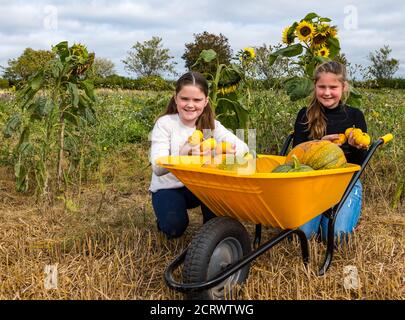 Kilduff Farm, East Lothian, Écosse, Royaume-Uni, 20 septembre 2020. Potiron Patch: Louisa (9 ans) et Maisie (11 ans) Calder se préparer pour les visiteurs à leur potiron Patch qui ouvre le 16 octobre avec 2 heures de machines à sous à réserver. La ferme pousse des citrouilles d'Halloween et de cuisine comme les Jill be Little. Les filles avec des citrouilles dans une brouette colorée Banque D'Images