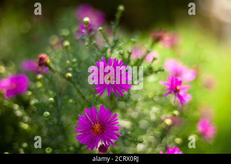 Nouvel aster belge ou Virginie. ASTRA est une fleur d'automne. Une variété de chrysanthèmes. Bouton de fleur en gros plan. Placer en attente de texte. Flou Banque D'Images