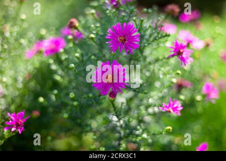 Nouvel aster belge ou Virginie. ASTRA est une fleur d'automne. Une variété de chrysanthèmes. Bouton de fleur en gros plan. Placer en attente de texte. Flou Banque D'Images