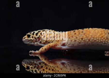 Léopard gecko, Eublepharis macularius, isolé sur fond noir Banque D'Images