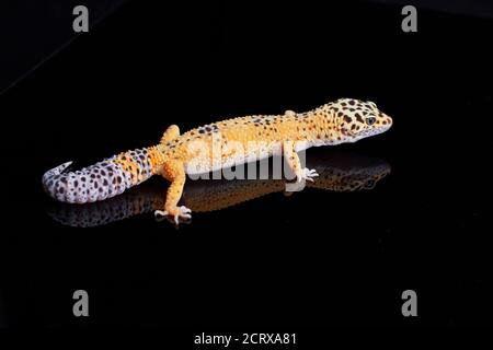 Léopard gecko, Eublepharis macularius, isolé sur fond noir Banque D'Images