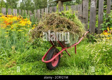 Chariot de jardin dans le jardin de cuisine rempli d'herbe coupée. Nettoyage des mauvaises herbes dans le jardin. Banque D'Images