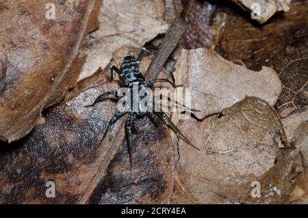 Antimmer sac Spider, Castianeira sp., homme Banque D'Images