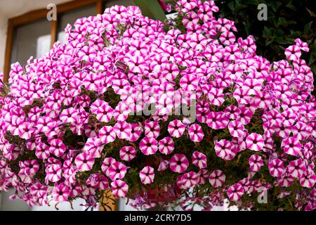 Magnifique brousse de pétunias blanc-rose dans un pot de fleurs. Banque D'Images