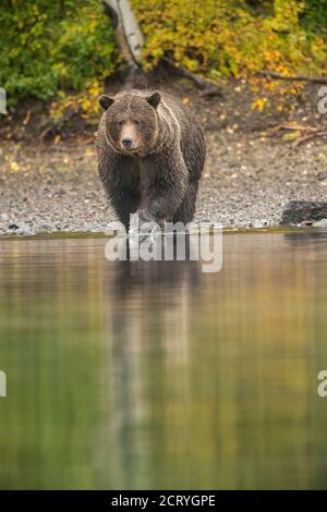 Ours grizzli (Ursus arctos) - ours solitaire chasse le saumon rouge fraye dans une rivière à saumon, Chilcotin Wilderness, BC Interior, Canada Banque D'Images