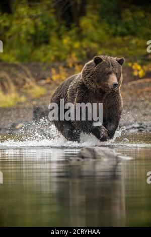 Ours grizzli (Ursus arctos) - ours solitaire attaquant le saumon rouge frayant dans une rivière à saumon, Chilcotin Wilderness, BC Interior, Canada Banque D'Images