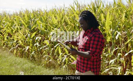 Concept d'agriculture intelligente l'homme agronome africain tient le comprimé dans le champ de maïs . Photo de haute qualité Banque D'Images