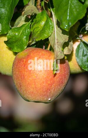 De grandes pommes braeburn douces mûrissent sur l'arbre dans le verger de fruits gros plan Banque D'Images