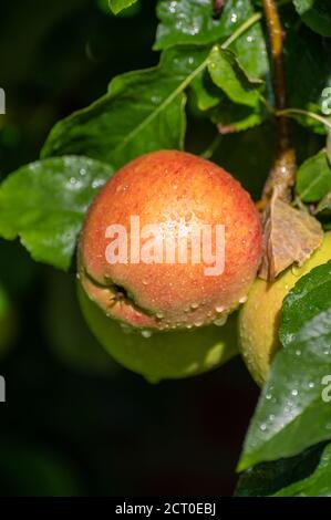 De grandes pommes braeburn douces mûrissent sur l'arbre dans le verger de fruits gros plan Banque D'Images