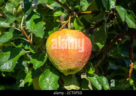 De grandes pommes braeburn douces mûrissent sur l'arbre dans le verger de fruits gros plan Banque D'Images