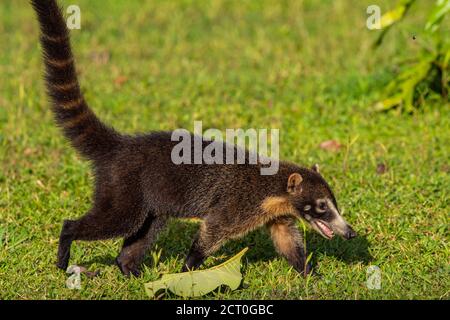 Coati à nez blanc , Coatimundi (Nasua narica), Laguna del lagarto, Alajuela, Costa Rica Banque D'Images