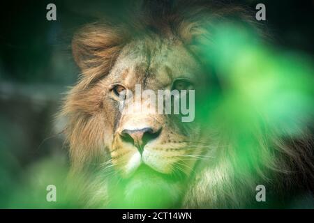 Le lion du prédateur berbère face nad dangereux vue, la meilleure photo Banque D'Images