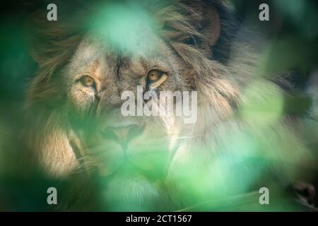 Le lion du prédateur berbère face nad dangereux vue, la meilleure photo Banque D'Images