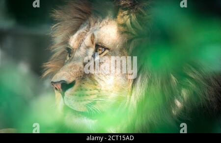 Le lion du prédateur berbère face nad dangereux vue, la meilleure photo Banque D'Images