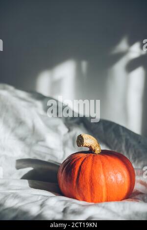 citrouille jaune sur feuilles blanches Banque D'Images