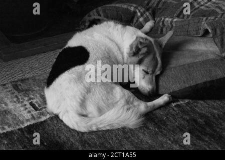 Photographie de Monty, le Jack Russell appartenant à l'artiste britannique Martin Yeoman. Cette photographie a été prise le 5 septembre 2020 et fut la dernière à être prise de Monty avant sa mort le mardi 8 septembre 2020. Monty a fait l'objet de nombreux dessins de l'artiste, en plus de plusieurs peintures à l'huile. Banque D'Images