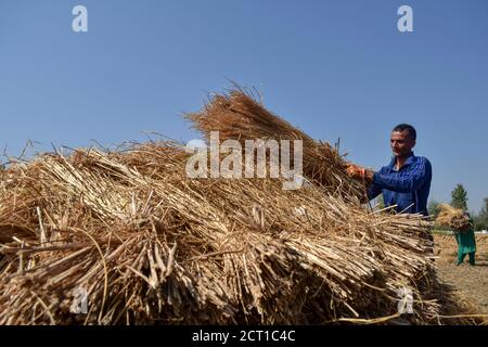 Cachemire, Jammu & Cachemire, Inde. 20 septembre 2020. Les agriculteurs de Kashmiri travaillent sur le terrain pendant la saison de récolte du riz à la périphérie de Srinagar.l'Inde est l'un des plus grands producteurs mondiaux de riz blanc et de riz brun, représentant 25 % de la production mondiale de riz. Le riz est la culture prééminente de l'Inde et constitue la nourriture de base de la population de l'est et du sud du pays. Credit: Saqib Majeed/SOPA Images/ZUMA Wire/Alay Live News Banque D'Images