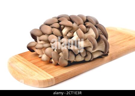 Champignons naturels comestibles, panneau de bambou, isolé sur fond blanc, champignons pour la cuisson et les cornichons, gros plan et espace de copie Banque D'Images