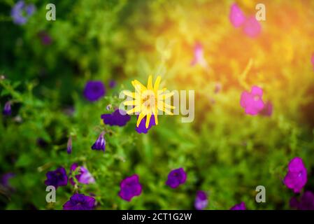 Petite fleur jaune parmi les fleurs lilas de la pétunia. Un champ avec des fleurs et une lumière solaire. Fleurs d'été Banque D'Images