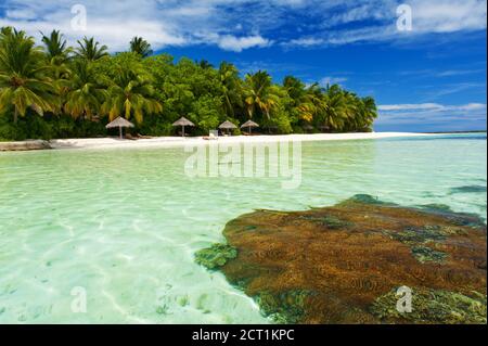 Magnifique paradis tropical aux Maldives avec des palmiers coco accrochés sur la mer blanche et turquoise. Le récif de corail est visible sous l'eau. Banque D'Images