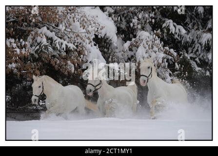 Les chevaux Lipizzaner de l'hôtel Stanglwirt à Going am Wilder Kaiser, Autriche. Banque D'Images