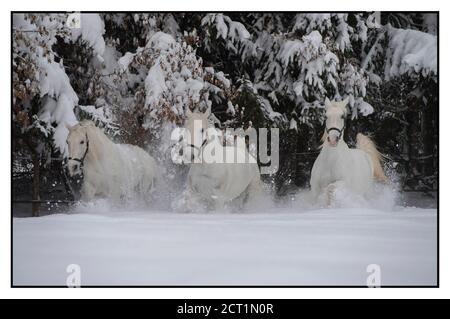 Les chevaux Lipizzaner de l'hôtel Stanglwirt à Going am Wilder Kaiser, Autriche. Banque D'Images