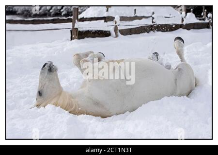 Les chevaux Lipizzaner de l'hôtel Stanglwirt à Going am Wilder Kaiser, Autriche. Banque D'Images