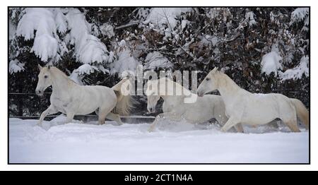 Les chevaux Lipizzaner de l'hôtel Stanglwirt à Going am Wilder Kaiser, Autriche. Banque D'Images