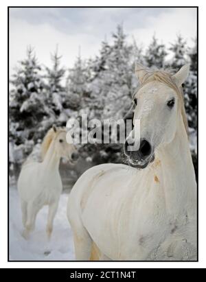 Les chevaux Lipizzaner de l'hôtel Stanglwirt à Going am Wilder Kaiser, Autriche. Banque D'Images