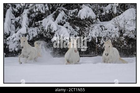 Les chevaux Lipizzaner de l'hôtel Stanglwirt à Going am Wilder Kaiser, Autriche. Banque D'Images