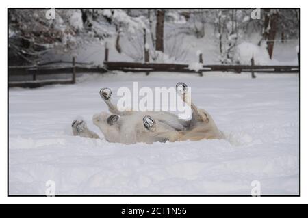 Les chevaux Lipizzaner de l'hôtel Stanglwirt à Going am Wilder Kaiser, Autriche. Banque D'Images