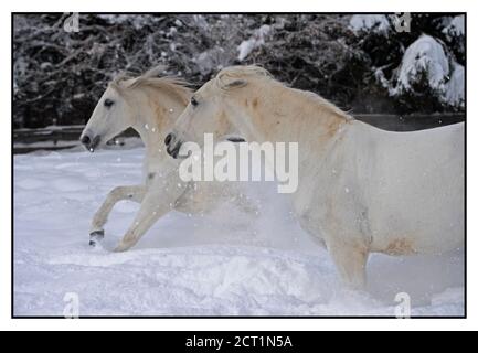 Les chevaux Lipizzaner de l'hôtel Stanglwirt à Going am Wilder Kaiser, Autriche. Banque D'Images