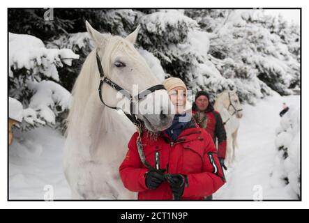 Les chevaux Lipizzaner de l'hôtel Stanglwirt à Going am Wilder Kaiser, Autriche. Banque D'Images