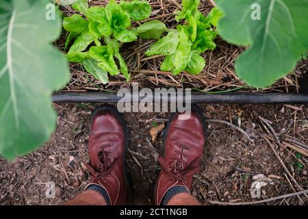 Homme portant des chaussures brunes intelligentes regardant vers le bas ses légumes cultivés sur place. Banque D'Images