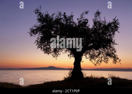 Un olivier silhoueté contre un beau ciel de crépuscule La baie de Messinian dans le sud de la Grèce Banque D'Images