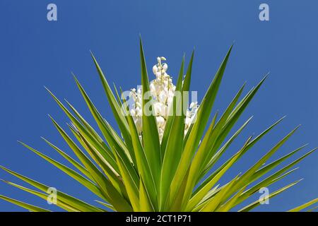 Photographie artistique du sommet d'un yucca quand il est en fleur contre un ciel bleu vif Banque D'Images