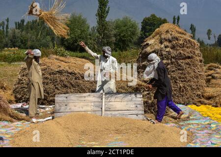 Les agriculteurs de Kashmiri travaillent sur le terrain pendant la saison de récolte du riz à la périphérie de Srinagar.l'Inde est l'un des plus grands producteurs mondiaux de riz blanc et de riz brun, représentant 25 % de la production mondiale de riz. Le riz est la culture prééminente de l'Inde et constitue la nourriture de base de la population de l'est et du sud du pays. Banque D'Images