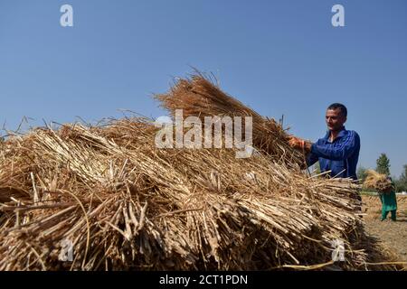 Les agriculteurs de Kashmiri travaillent sur le terrain pendant la saison de récolte du riz à la périphérie de Srinagar.l'Inde est l'un des plus grands producteurs mondiaux de riz blanc et de riz brun, représentant 25 % de la production mondiale de riz. Le riz est la culture prééminente de l'Inde et constitue la nourriture de base de la population de l'est et du sud du pays. Banque D'Images