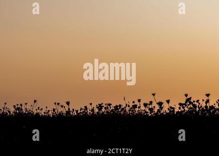 Des plantes silhouetées poussent sur une falaise, contre un ciel de coucher de soleil Banque D'Images