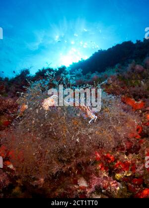 Hervia pèlerin (Cratena peregrina) sur l'hydroïde de la vigne (Eudendrium racemosum) dans le parc naturel de ses Salines (Formentera, mer Méditerranée, Espagne) Banque D'Images