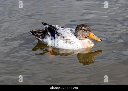 Canard colvert Leucantique juvénile Banque D'Images